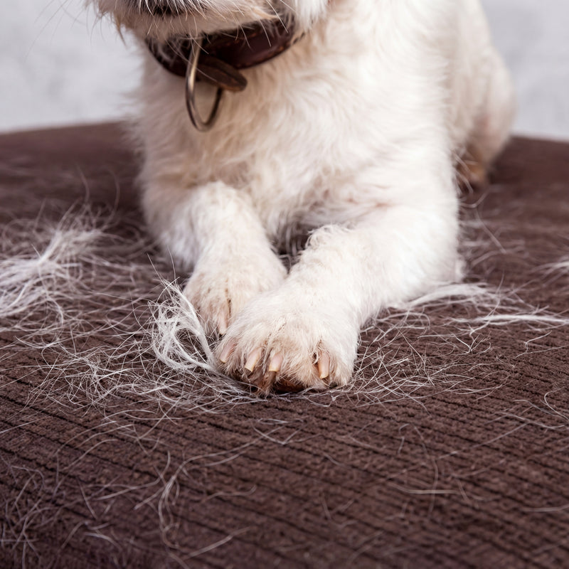 Less fur on your couch